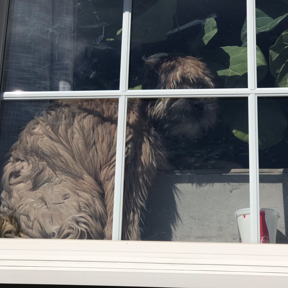 Meet your Posher, Lily